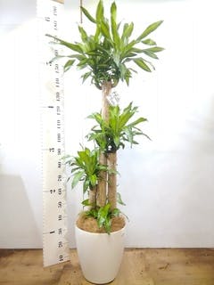 観葉植物 ドラセナ 幸福の木 10号 ノーマル プラスチック鉢 | 観葉植物