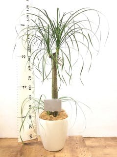 人気商品の 観葉植物 ポニーテール 8号化粧鉢植え トックリラン 苗木 
