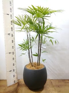 観葉植物 シュロチク（棕櫚竹） 8号 ポリゴヘクサ 白 付き