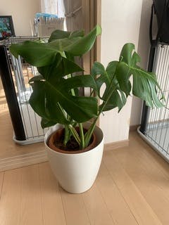 観葉植物 モンステラ 8号 ボサ造り ラスターポット 付き | 観葉