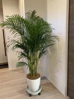 観葉植物 アレカヤシ 8号 プラスチック鉢 | 観葉植物ならHitoHana(ひと