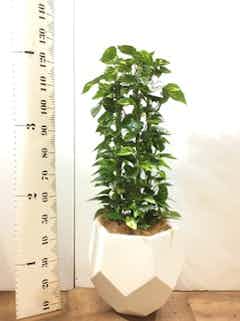 家栽の人 ポトス (My First Big SPECIAL) 観葉植物 ポトス 8号 ラッシュバスケット Natural 付き | 観葉