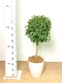 観葉植物 フィカス ベンジャミン 8号 玉造りプラスチック鉢 | 観葉植物