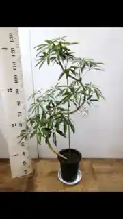 観葉植物 シェフレラ アンガスティフォリア 8号 曲り プラスチック鉢 観葉植物ならhitohana ひとはな