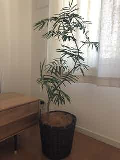 観葉植物 エバーフレッシュ 8号 曲り 竹バスケット 付き | 観葉植物