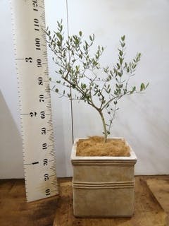 観葉植物 オリーブ 8号 ルッカ ラスターポット 付き | 観葉植物なら