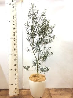 観葉植物 オリーブ 10号 チプレッシーノ ラスターポット 付き | 観葉