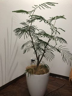 観葉植物 エバーフレッシュ 8号 ボサ造り プラスチック鉢 | 観葉植物