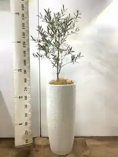 観葉植物 オリーブの木 8号 コラティーナ (コラチナ) プラスチック鉢