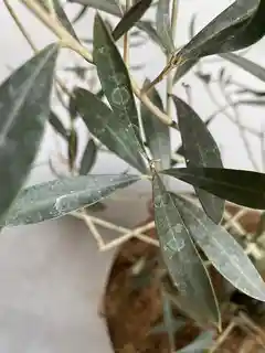 観葉植物 オリーブ 10号 チプレッシーノ ウッドプランター 付き | 観葉