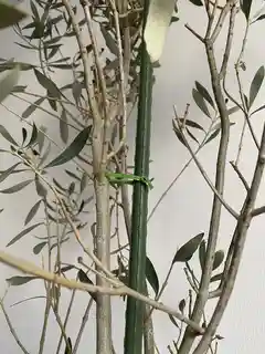 観葉植物 オリーブ 10号 チプレッシーノ ウッドプランター 付き | 観葉