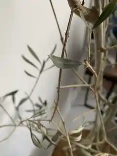 観葉植物 オリーブ 10号 チプレッシーノ ブリティッシュキューブ 付き