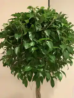 観葉植物 フィカス ベンジャミン 10号 玉造り プラスチック鉢 | 観葉