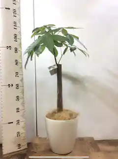 観葉植物 パキラ 8号 朴 プラスチック鉢 | 観葉植物ならHitoHana(ひとはな)