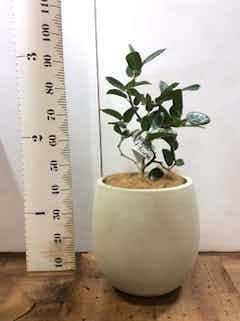 観葉植物 フィカス ベンガレンシス 【お祝いにおすすめ】7号