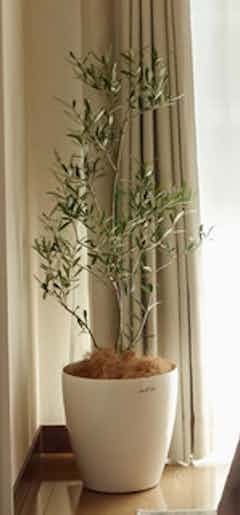 オリーブの木コラチナ8号約130cmK-146人気品種一点物