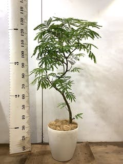 観葉植物 エバーフレッシュ 8号 曲り ラスターポット 付き | 観葉植物