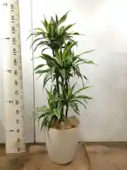 観葉植物 ドラセナ ワーネッキー レモンライム 10号 ラスターポット 付き 観葉植物ならhitohana ひとはな