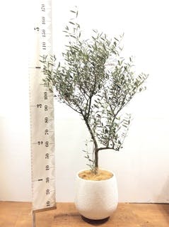 観葉植物 オリーブ 8号 創樹 リブバスケットNatural 付き | 観葉植物