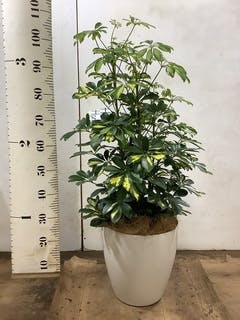 観葉植物 シェフレラ（カポック） 8号 斑入り エコストーンwhite 付き