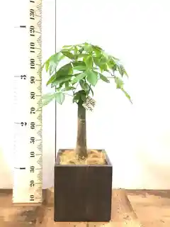 観葉植物 パキラ 8号 朴 プラスチック鉢 | 観葉植物ならHitoHana(ひとはな)