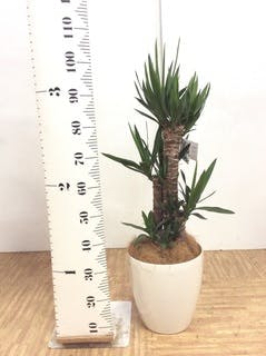 ユッカ？　植木鉢の物 観葉植物 ユッカ 8号 ノーマル プラスチック鉢 | 観葉植物ならHitoHana
