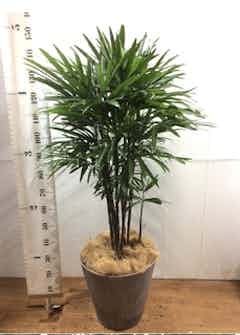 観葉植物 シュロチク（棕櫚竹） 10号 ファイバークレイGray 付き