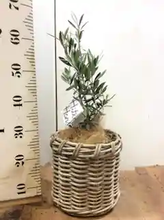 観葉植物 オリーブ 6号 チプレッシーノ プラスチック鉢 | 観葉植物なら