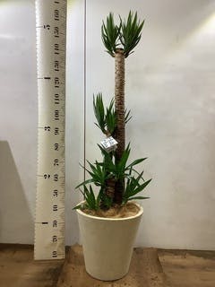 ユッカ　ウィップレイ　幹太　良形 高さの違うシッカリとした幹から伸びた葉のスタイリッシュな姿