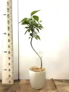 観葉植物 フィカス アルテシーマ 8号 曲り サブリナ 白 付き | 観葉
