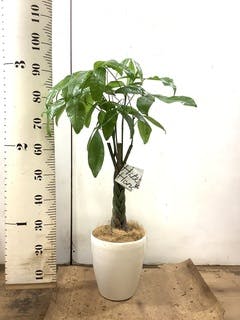 ぱきら（感謝） 観葉植物 パキラ 6号 ねじり ラスターポット 付き | 観葉植物