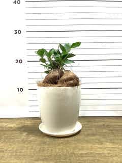 あ*ん様 元祖⬛︎ 白玉 ガジュマル ⬛︎挿し木用 あ*ん様 元祖⬛︎ 白玉 ガジュマル ⬛︎挿し木用 ガジュマル 木