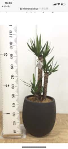 C ユッカ 230cm 黒い鉢 観葉植物 ユッカ 8号 ノーマル シグマ 角柱プランター ブラック