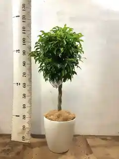 観葉植物 フィカス ベンジャミン 8号 玉造りエコストーントールタイプ