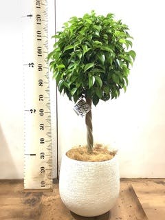 観葉植物 フィカス ベンジャミン 8号 玉造りアートストーン ラウンド