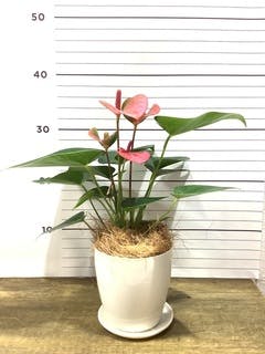 観葉植物 アンスリウム 4号 ピンク ラスターポット 付き | 観葉植物