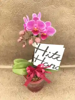 ミニ胡蝶蘭 ピンク 1本立ち アクアポット付き | 胡蝶蘭ならHitoHana