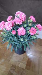 カーネーション 鉢花 鉢花ならhitohana ひとはな