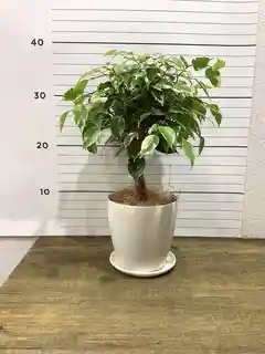 観葉植物 フィカス ベンジャミン 4号 プリンセス プラスチック鉢