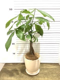 観葉植物 パキラ 4号 ねじり ピエドロベージュ M 植え替えキット