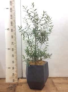 観葉植物 オリーブ 8号 チプレッシーノ ファイバークレイ Gray 付き