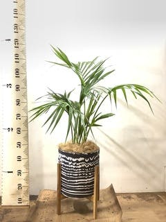 観葉植物 ケンチャヤシ 8号 プラスチック鉢 | 観葉植物ならHitoHana