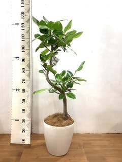 観葉植物 フィカス アルテシーマ 8号 曲り ラスターポット 付き | 観葉