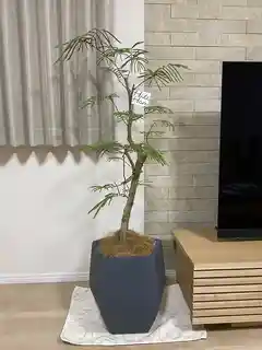 観葉植物 エバーフレッシュ 8号 ボサ造り ラスターポット 付き | 観葉