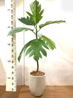 パンノキ 1点もの（現品・現物） | 観葉植物通販HitoHana(ひとはな)