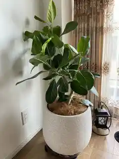 観葉植物 フィカス ベンガレンシス 8号 曲り プラスチック鉢 | 観葉