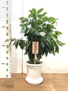 コーヒーの木 10号 | 観葉植物 | 送料無料でお届け - Hitohana（ひとはな）