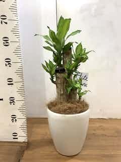 100cm程度　ドラセナ　幸福の木　6号鉢　観葉植物 ドラセナ 幸福の木 6号 | 観葉植物＆花のギフト - HitoHana