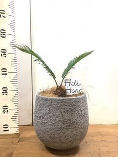 観葉植物 ソテツ 6号 プラスチック鉢 | 観葉植物ならHitoHana(ひとはな)