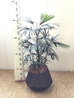 観葉植物 シュロチク（棕櫚竹） 8号 プラスチック鉢 | 観葉植物なら